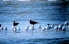 Gulls (Larus sp.)