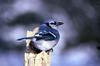 Blue Jay (Cyanocitta cristata)