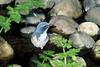 Western Scrub-jay (Aphelocoma californica)