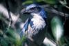 Western Scrub-jay (Aphelocoma californica)