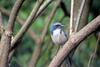 Western Scrub-jay (Aphelocoma californica)