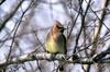 Cedar Waxwing (Bombycilla cedrorum)