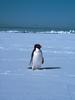 Adelie Penguin (Pygoscelis adeliae)