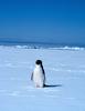 Adelie Penguin (Pygoscelis adeliae)