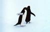 Adelie Penguin duo (Pygoscelis adeliae)