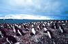 Adelie Penguins (Pygoscelis adeliae)