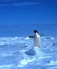 Adelie Penguin (Pygoscelis adeliae)