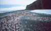 Adelie Penguin flock (Pygoscelis adeliae)