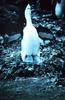 Chinstrap Penguin & chicks on nest (Pygoscelis antarctica)