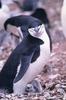 Chinstrap Penguin family (Pygoscelis antarctica)