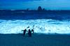 Chinstrap Penguin group surfing (Pygoscelis antarctica)