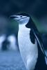 Chinstrap Penguin (Pygoscelis antarctica)