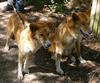 Dingoes