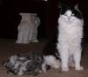 ping Flippy re Velcro's fur