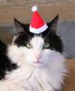 Christmas cat 1/3