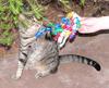 Christmas cat 3/3