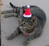 christmas cat 2