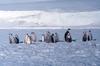 Emperor Penguins (Aptenodytes forsteri)