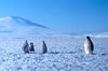 Emperor Penguins (Aptenodytes forsteri)