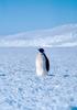 Emperor Penguin (Aptenodytes forsteri)