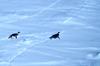 Emperor Penguins sliding on snow (Aptenodytes forsteri)