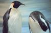 Emperor Penguins stuffed (Aptenodytes forsteri)