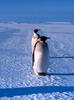 Emperor Penguins (Aptenodytes forsteri)