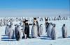 Emperor Penguin colony (Aptenodytes forsteri)