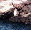 Galapagos Penguin (Spheniscus mendiculus)