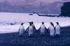 King Penguin flock (Aptenodytes patagonicus)