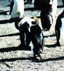 Macaroni Penguin (Eudyptes chrysolophus)