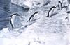 Adelie Penguins (Pygoscelis adeliae)