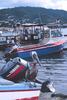 Brown Pelican on boat (Pelecanus occidentalis)