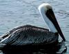 Brown Pelican (Pelecanus occidentalis)