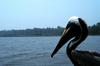 Brown Pelican (Pelecanus occidentalis)