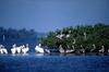 American White Pelican flock (Pelecanus erythrorhynchos)