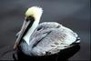 Brown Pelican (Pelecanus occidentalis)