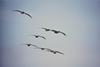 Brown Pelican flock in flight (Pelecanus occidentalis)