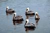 Brown Pelican group (Pelecanus occidentalis)