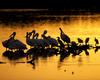 American White Pelicans in Sunset (Pelecanus erythrorhynchos)