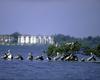 Brown Pelican flock (Pelecanus occidentalis)