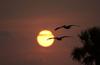 Brown Pelican pair in flight (Pelecanus occidentalis)