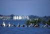 Brown Pelican flock (Pelecanus occidentalis)