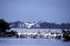 American White Pelican flock (Pelecanus erythrorhynchos)