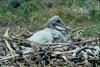 Brown Pelican chick in nest (Pelecanus occidentalis)