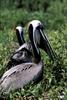 Brown Pelicans (Pelecanus occidentalis)