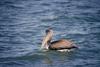 Brown Pelican (Pelecanus occidentalis)