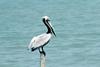 Brown Pelican (Pelecanus occidentalis)