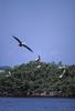 Brown Pelicans (Pelecanus occidentalis)