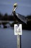 Brown Pelican (Pelecanus occidentalis)